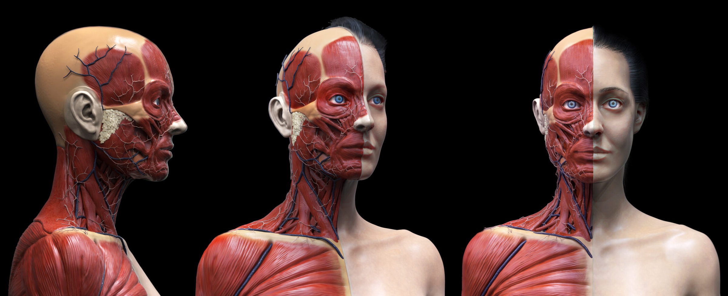 Three views of an anatomical model, half with skin and the other half without, exposing the systems underneath